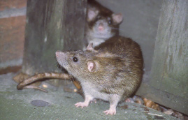 rodent/rat control in Leicester