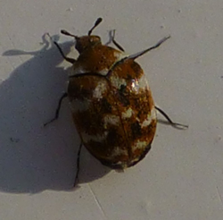 carpet beetle control in Leicestershire